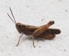 Omocestus rufipes